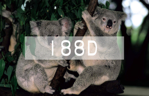 澳洲-188D高端移民